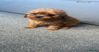 Cavapoo dogs - Advert 7