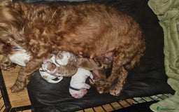 Cockapoo dogs for sale: Litter of 6 beautiful cockapoos - Image 3
