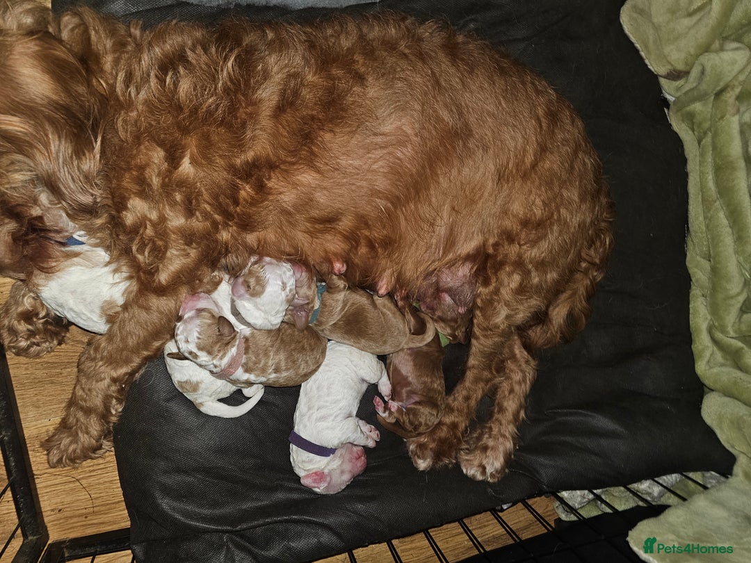 Cockapoo dogs for sale: Litter of 6 beautiful cockapoos - Image 3