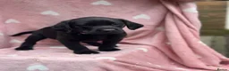 Labrador Retriever dogs for sale: Labrador puppys - Advert 9