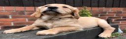 Golden Retriever dogs for sale: KC Reg Dark Red Golden Retriever-100% DNA Tested - Advert 14