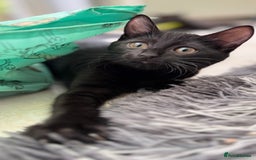 Mixed Breed cats for sale: Beautiful kittens!!!!! READY NOW!!! - Image 21