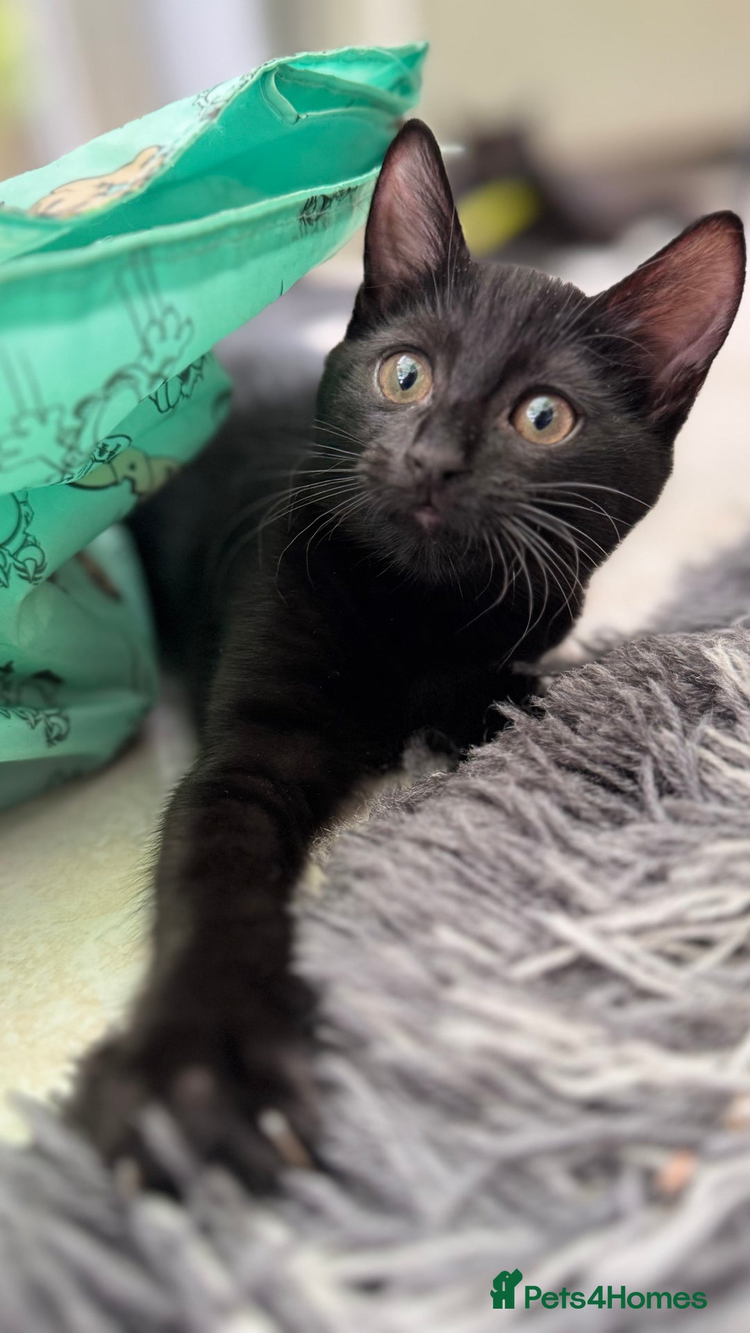 Mixed Breed cats for sale: Beautiful kittens!!!!! READY NOW!!! - Image 21