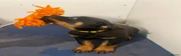 Rottweiler dogs for sale: Rottweiler Puppies Pure Breed in Halifax - Advert 7