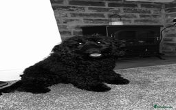 Cockapoo dogs for sale: Miniature cockerpoo, Bonnie - Image 4