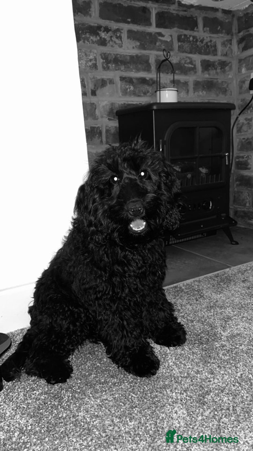 Cockapoo dogs for sale: Miniature cockerpoo, Bonnie - Image 4