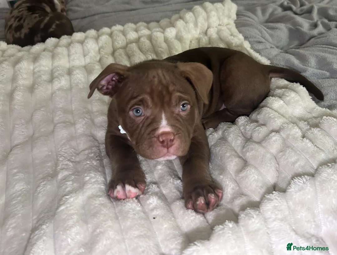 American Bully dogs for sale: 4 beautiful girl bully’s ready to go  - Advert 15
