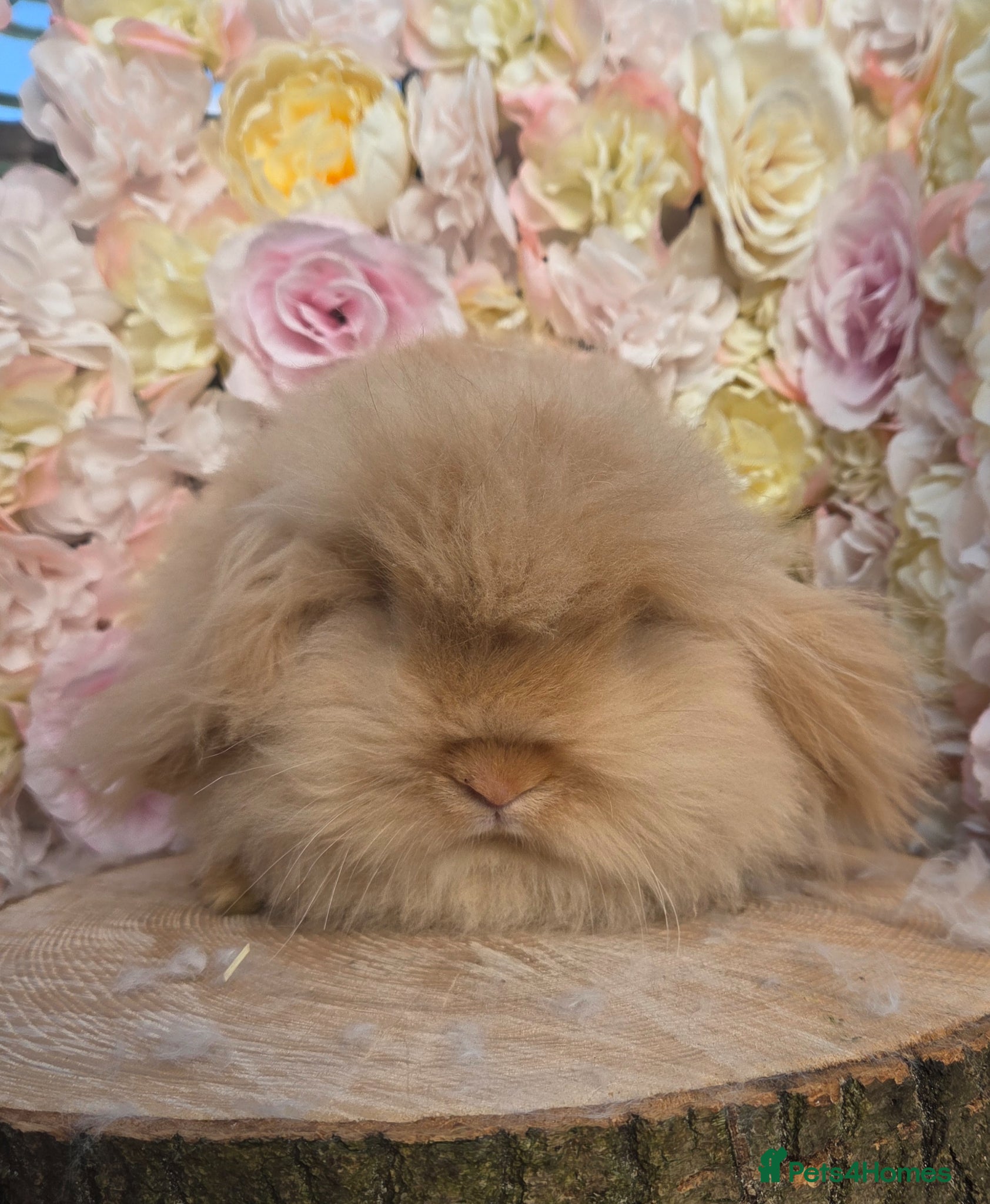 Angora rabbits for sale: Teddywidders - Advert 6