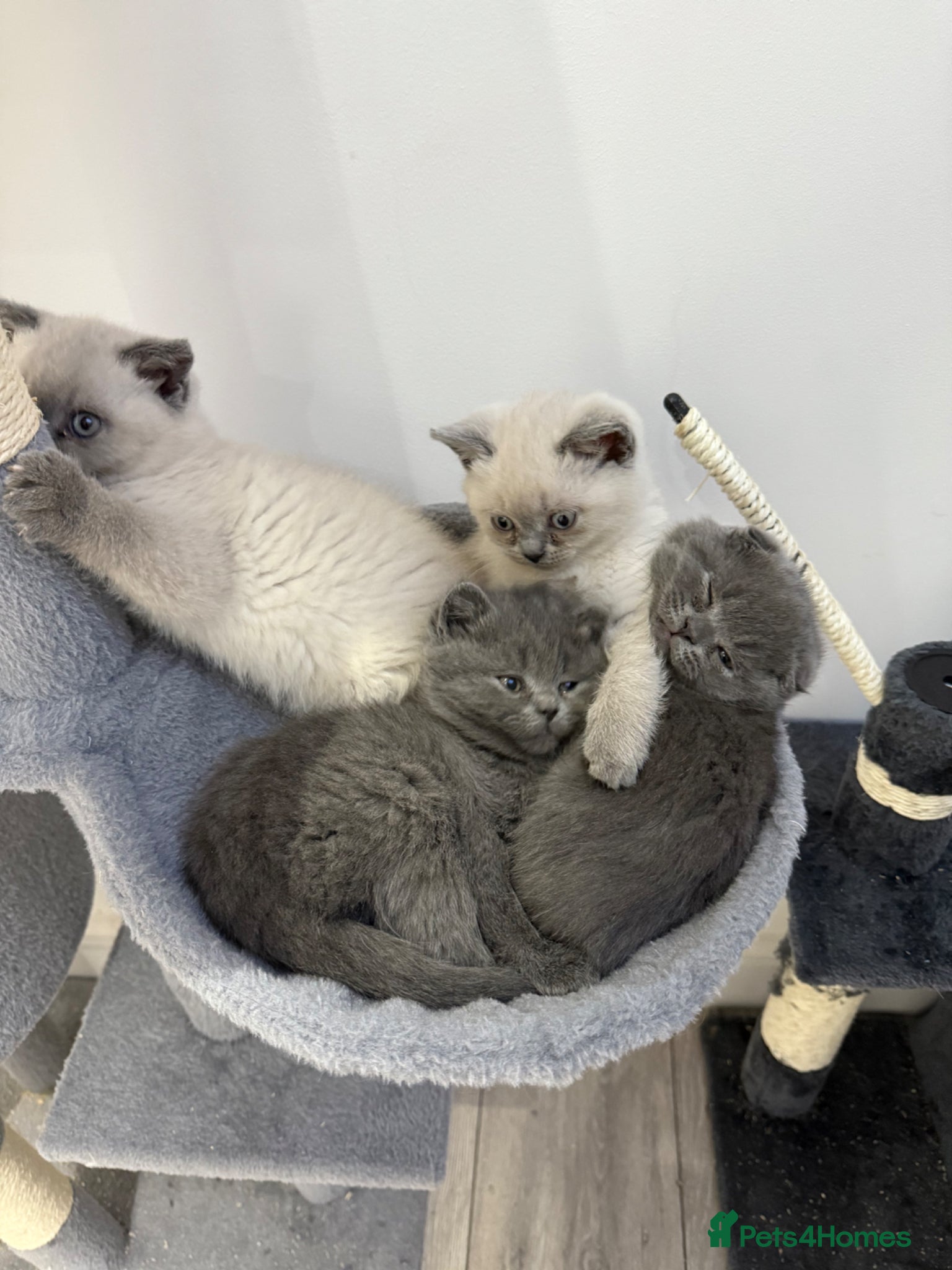 Scottish Fold cats Beautiful Scottish fold/British Shorthair for sale - Advert 1