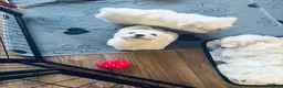 Mixed Breed dogs for sale: Maltese x coton de Tuléar beautiful puppies  - Advert 15