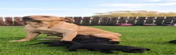 Labrador Retriever dogs for sale: KC Reg Labrador Puppies Excellent Working Lines - Advert 2