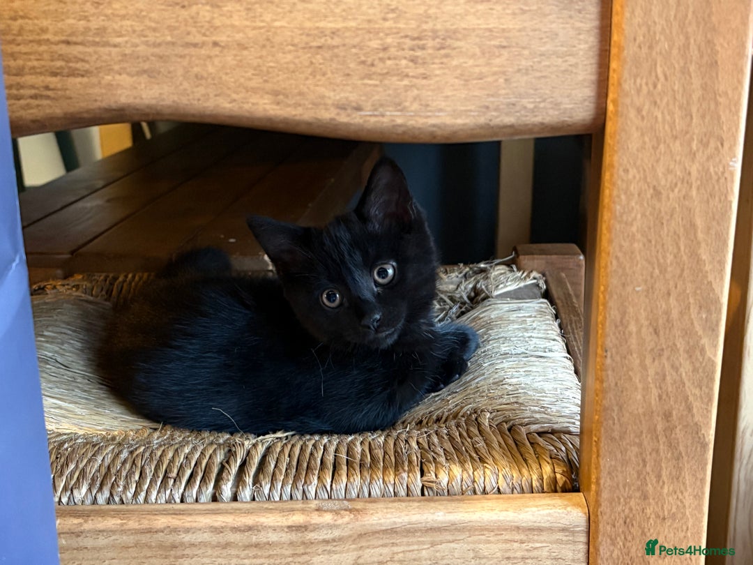 Mixed Breed cats for sale: 3 black kittens. 2 girls and 1 boy. Ready now 😀 - Image 4