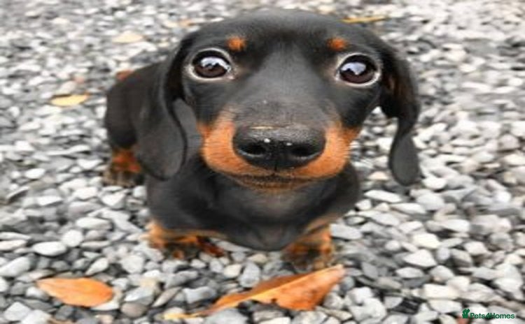 Dachshund dogs - Advert 4