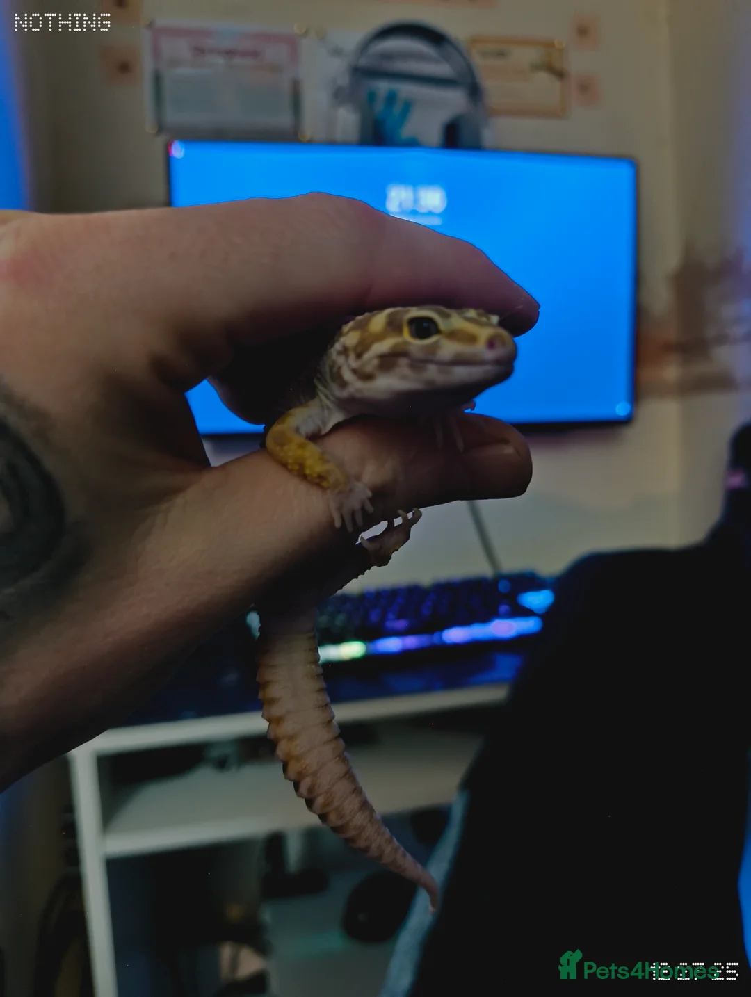 Leopard Gecko reptiles for sale: Tiny the baby leopard gecko full set up  - Advert 6