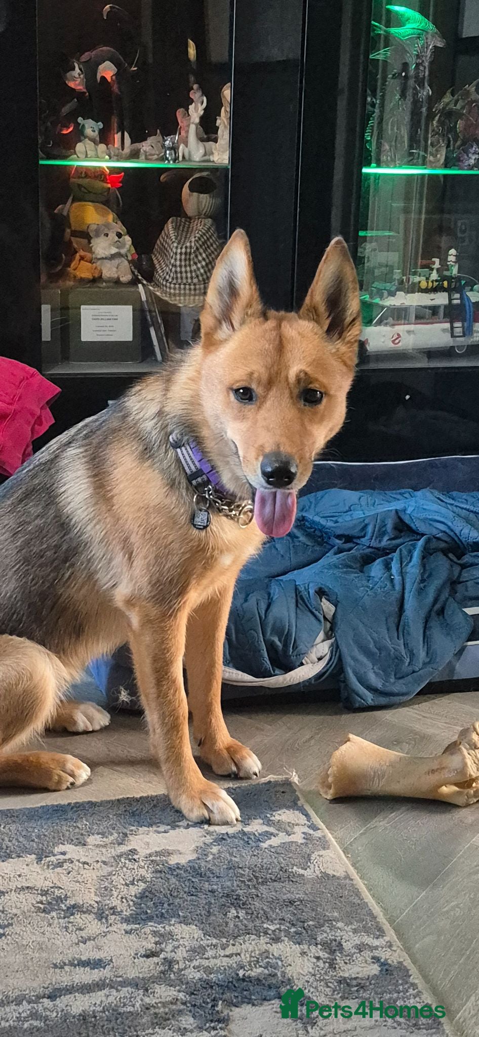 Mixed Breed dogs Female husky cross - Advert 1