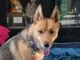 Mixed Breed dogs Female husky cross - Advert 12