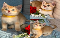 British Shorthair cats for sale: British sh golden kittens NY 12 GCCF  - Image 2