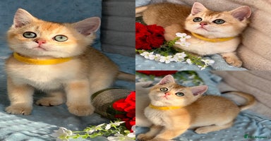 British Shorthair cats - Advert 16