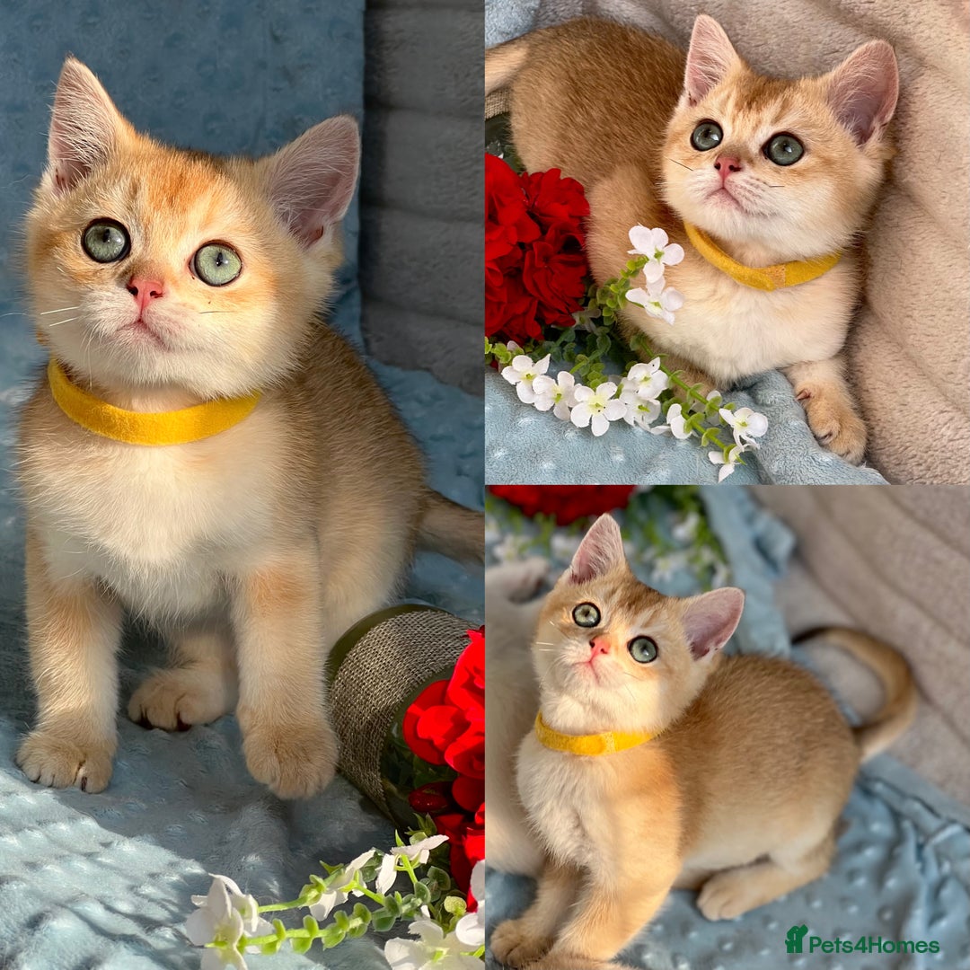 British Shorthair cats for sale: British sh golden kittens NY 12 GCCF  - Image 2