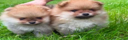 Pomeranian dogs for sale: Beautiful Boy Pomeranian Puppies - Advert 5