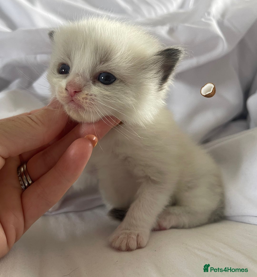 Ragdoll cats for sale: ✨Ragdoll Kittens Available – European Lines ✨ - Image 24