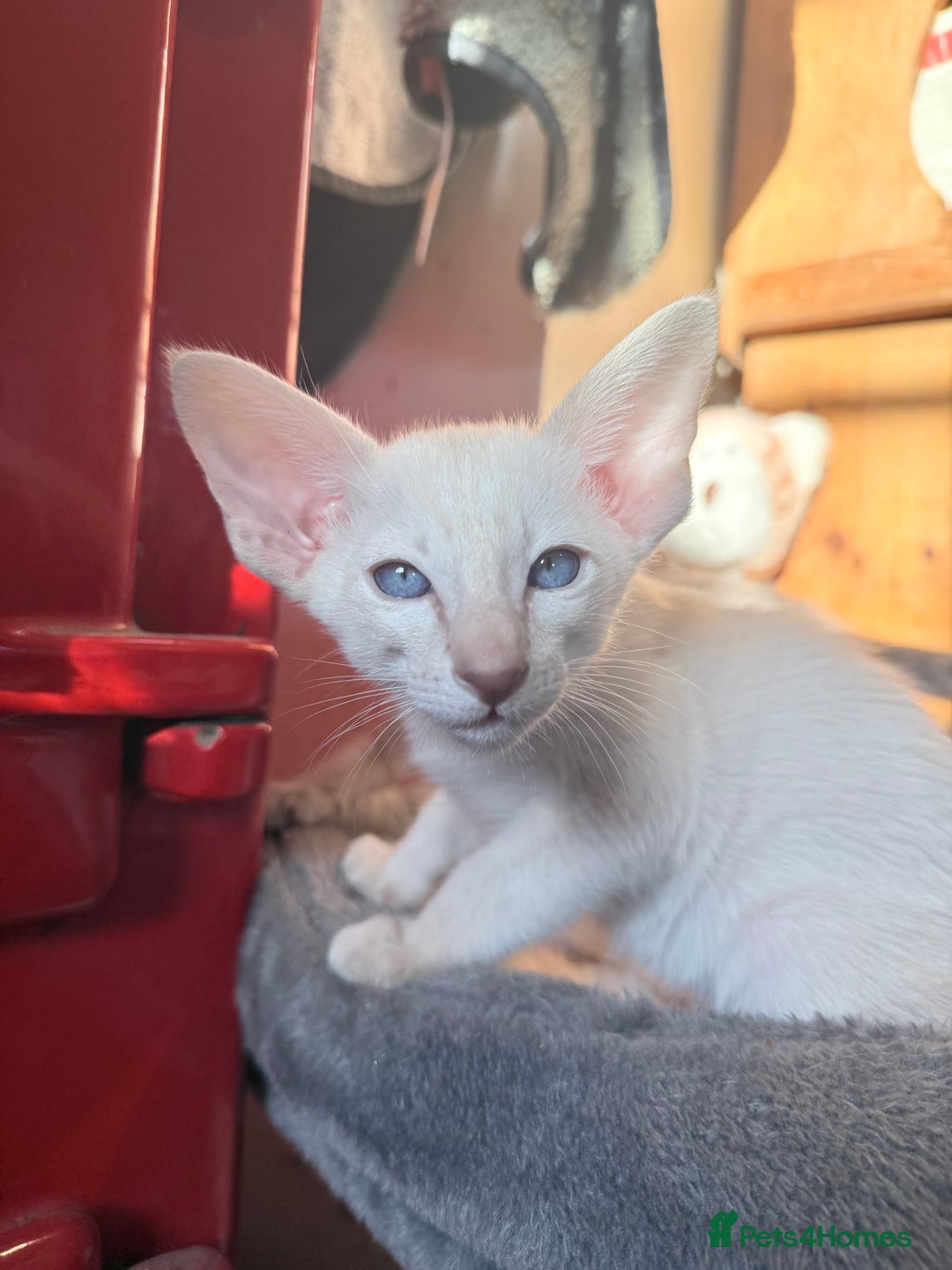 Siamese cats for sale: Cute Siamese babies - Advert 1