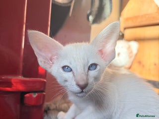 Siamese cats Cute Siamese babies - Advert 1