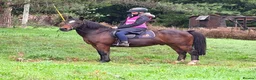 Irish Cob horses for sale: 13.2 mothers dream all rounder  - Advert 19