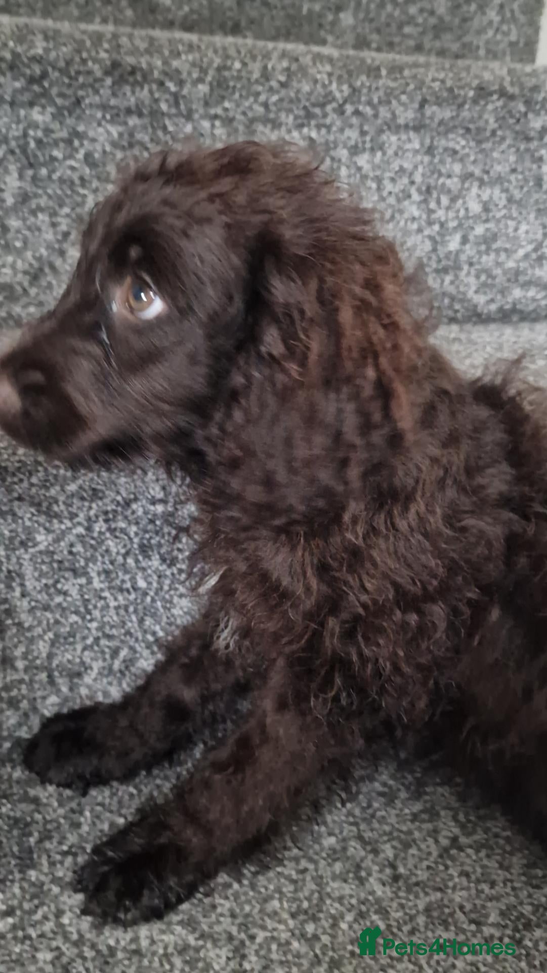 Cockapoo dogs Full Vaccinations READY NOW Show Cockapoo F1b - Advert 2