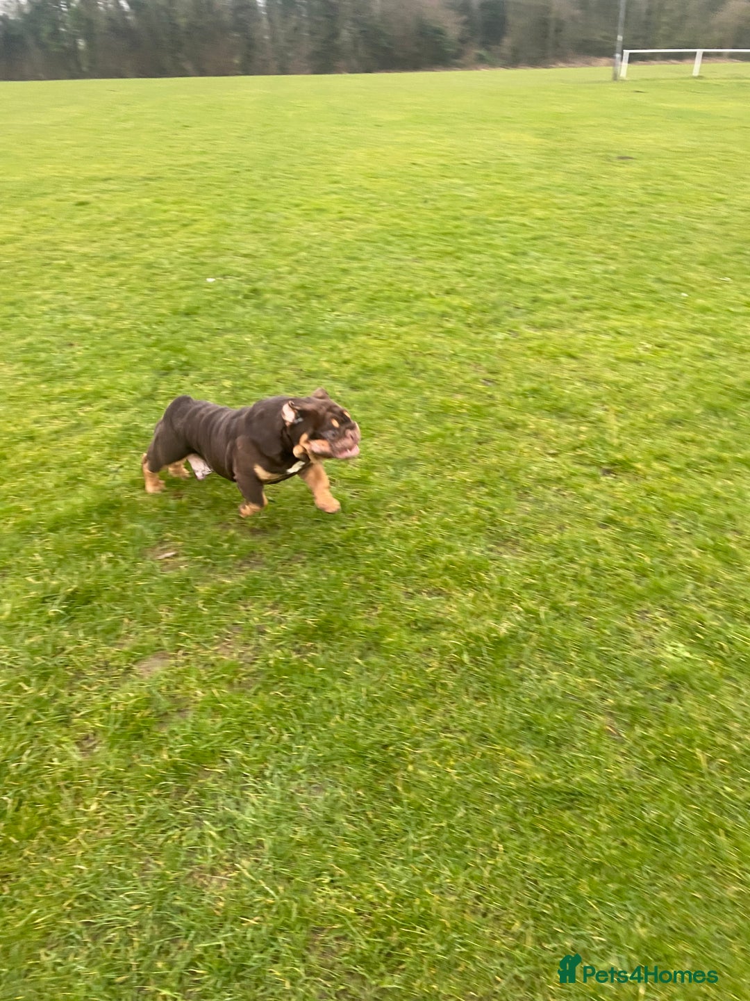 English Bulldog dogs for sale: English Bulldog Pair for Breeding - Image 6