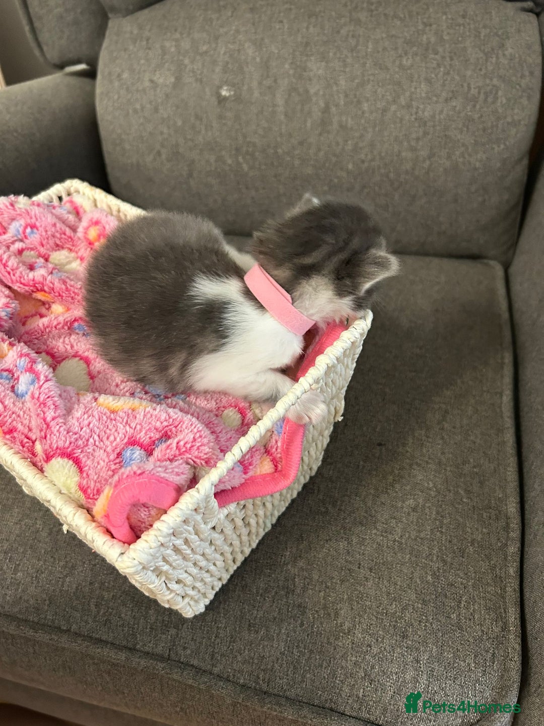 Mixed Breed cats for sale: Beautiful kittens 3 girls 1 boy  - Image 10