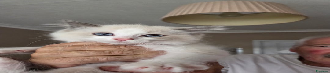 Ragdoll Kitten 2