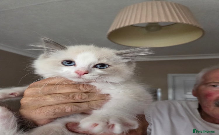 Ragdoll cats - Advert 9