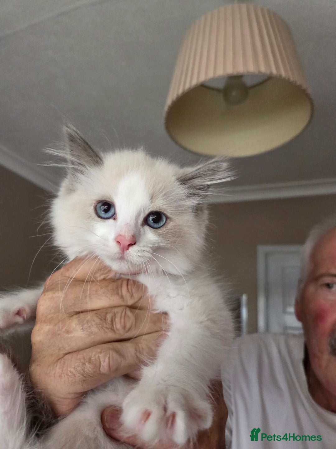 Ragdoll cats for sale: Ragdoll cross Somali kittens  - Image 1