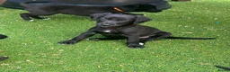 Mixed Breed dogs for sale: Beautiful F1 Bedlington Whippet  in Bradford - Advert 26