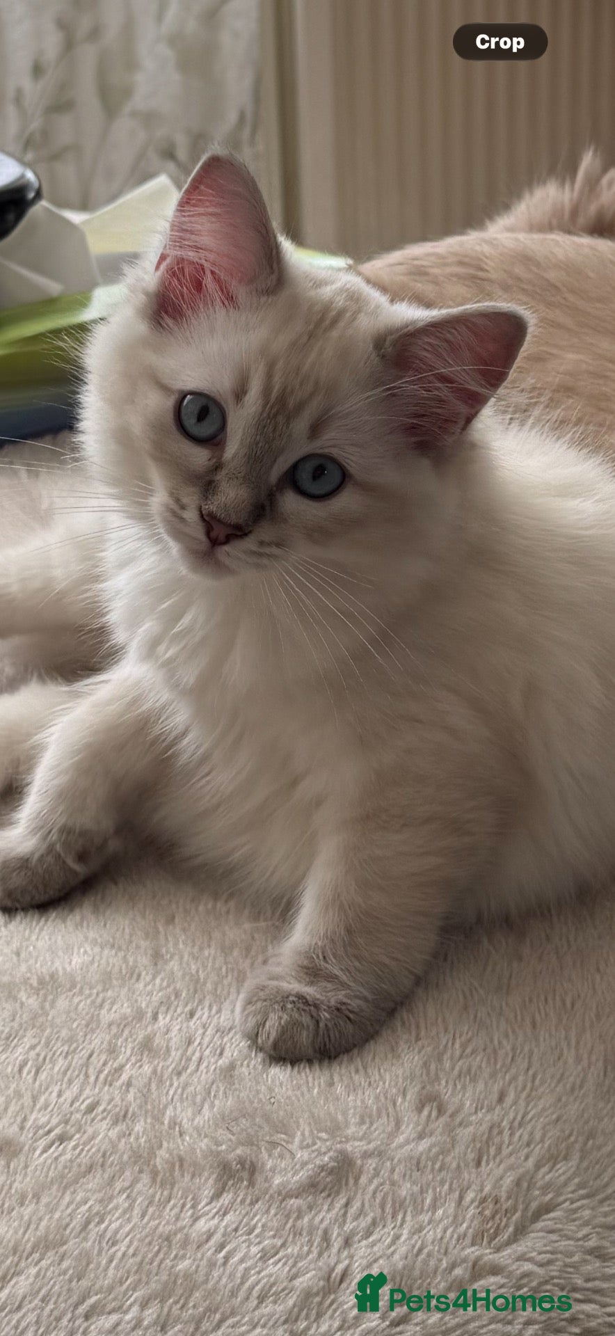 Ragdoll cats 2 TABBY GIRLS ARE AVAILABLE!! Ragdoll for sale !  - Advert 1