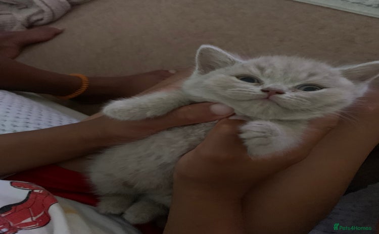 British Shorthair cats - Advert 1