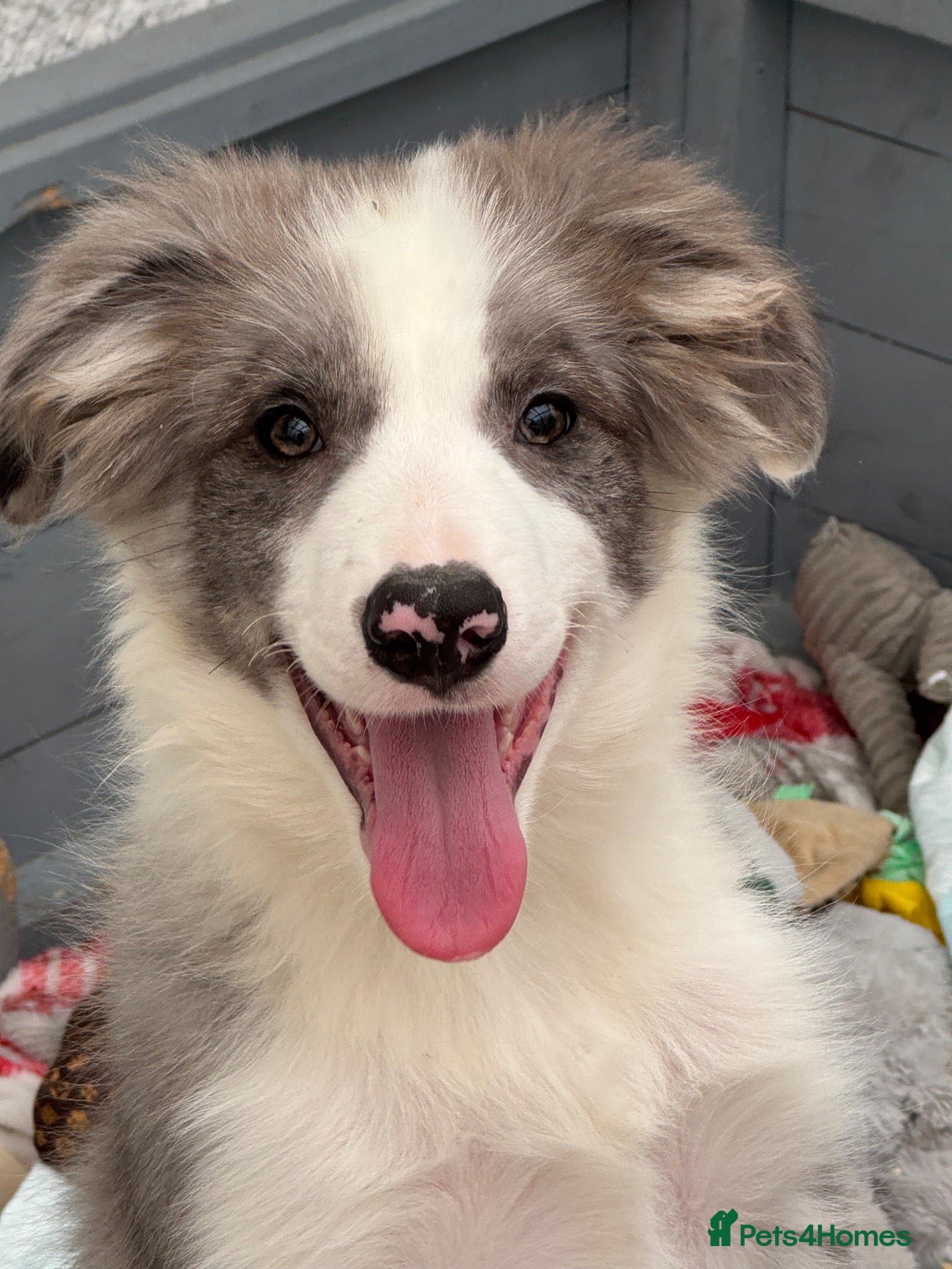 Border Collie dogs Stunning KC Registered Border Collie Puppies  - Advert 1