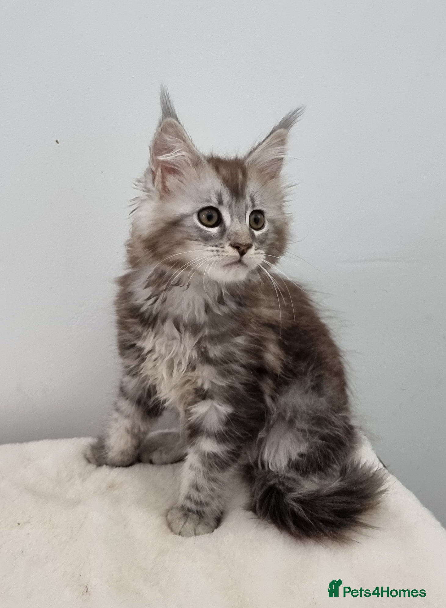 Maine Coon cats Pedigree Maine Coon Kittens GCCF REGISTERED  - Advert 18