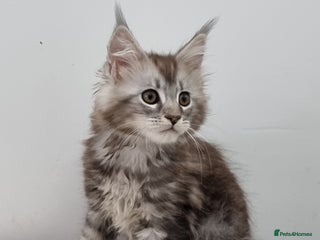 Maine Coon cats Pedigree Maine Coon Kittens GCCF REGISTERED - Advert 18