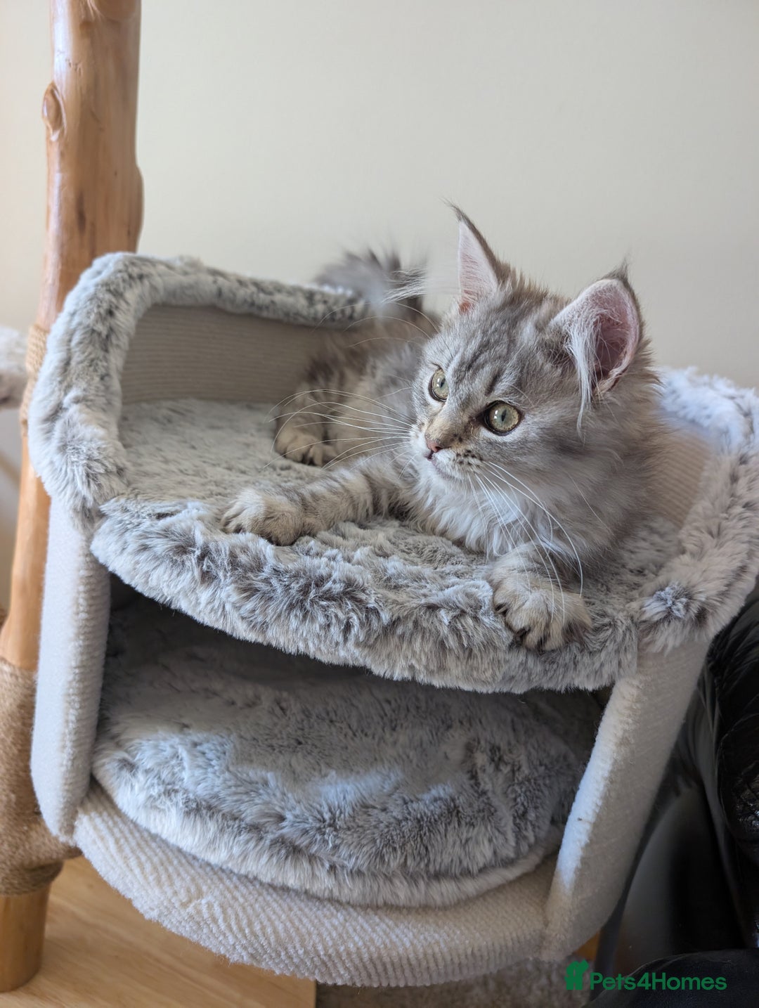 Maine Coon cats for sale: Maine Coon kittens - Image 9