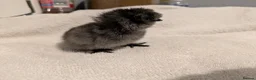 Chickens poultry for sale: Unsexed Silkie chicks mixed colours  - Advert 13