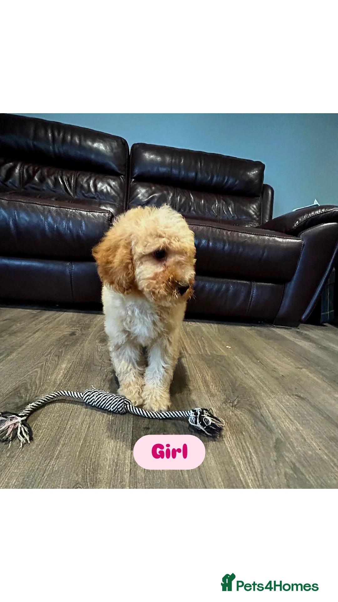 Cavapoo dogs for sale: Adorable Cavapoos ready for their new families 🐾 - Image 13