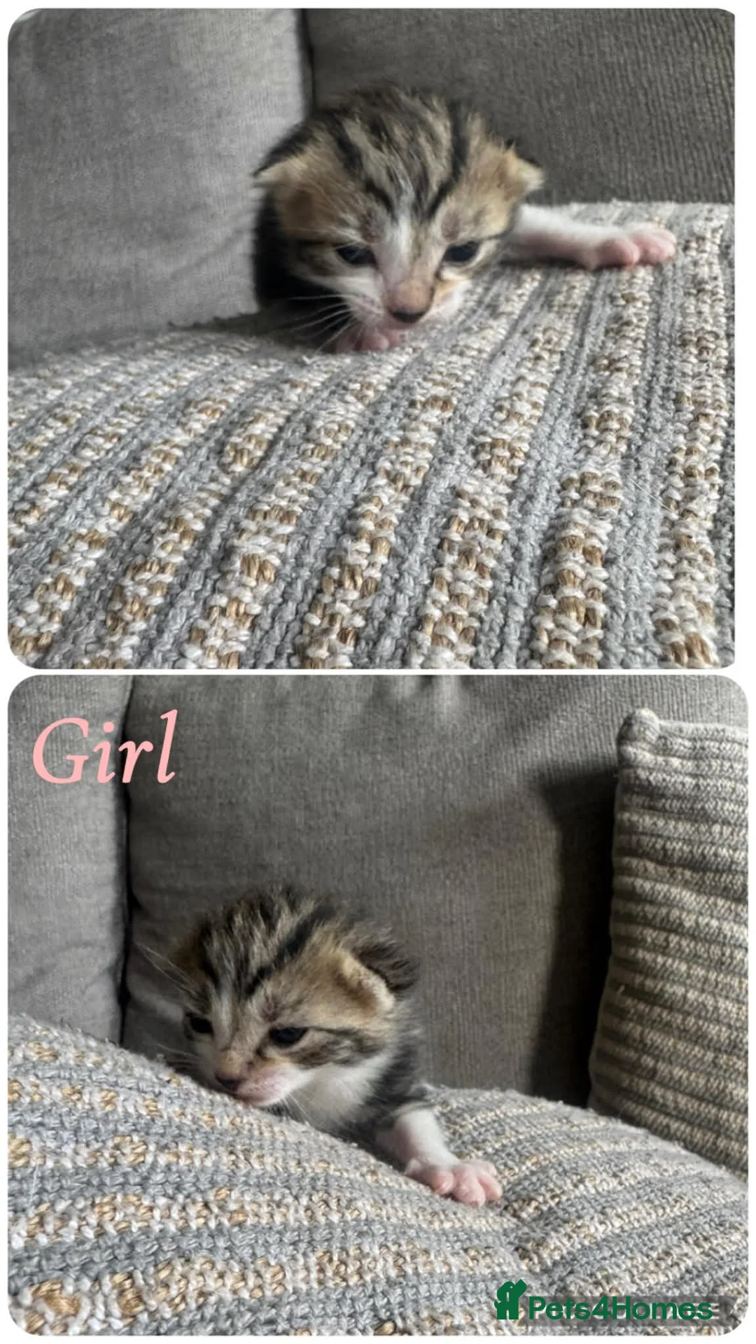 Mixed Breed cats for sale: Tabby kittens for sale. - Advert 2
