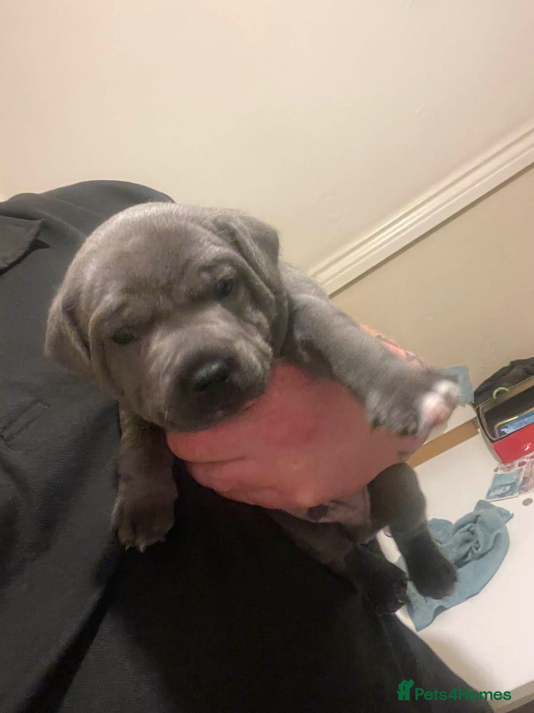 Staffordshire Bull Terrier dogs for sale: Blue Staffordshire bull terrier’s  - Advert 12