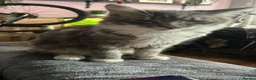 Maine Coon cats for sale: norviegen forest/maine coon cat  - Advert 5