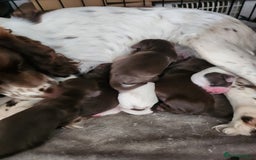 Cocker Spaniel dogs for sale: 7 pups for sale - Image 5