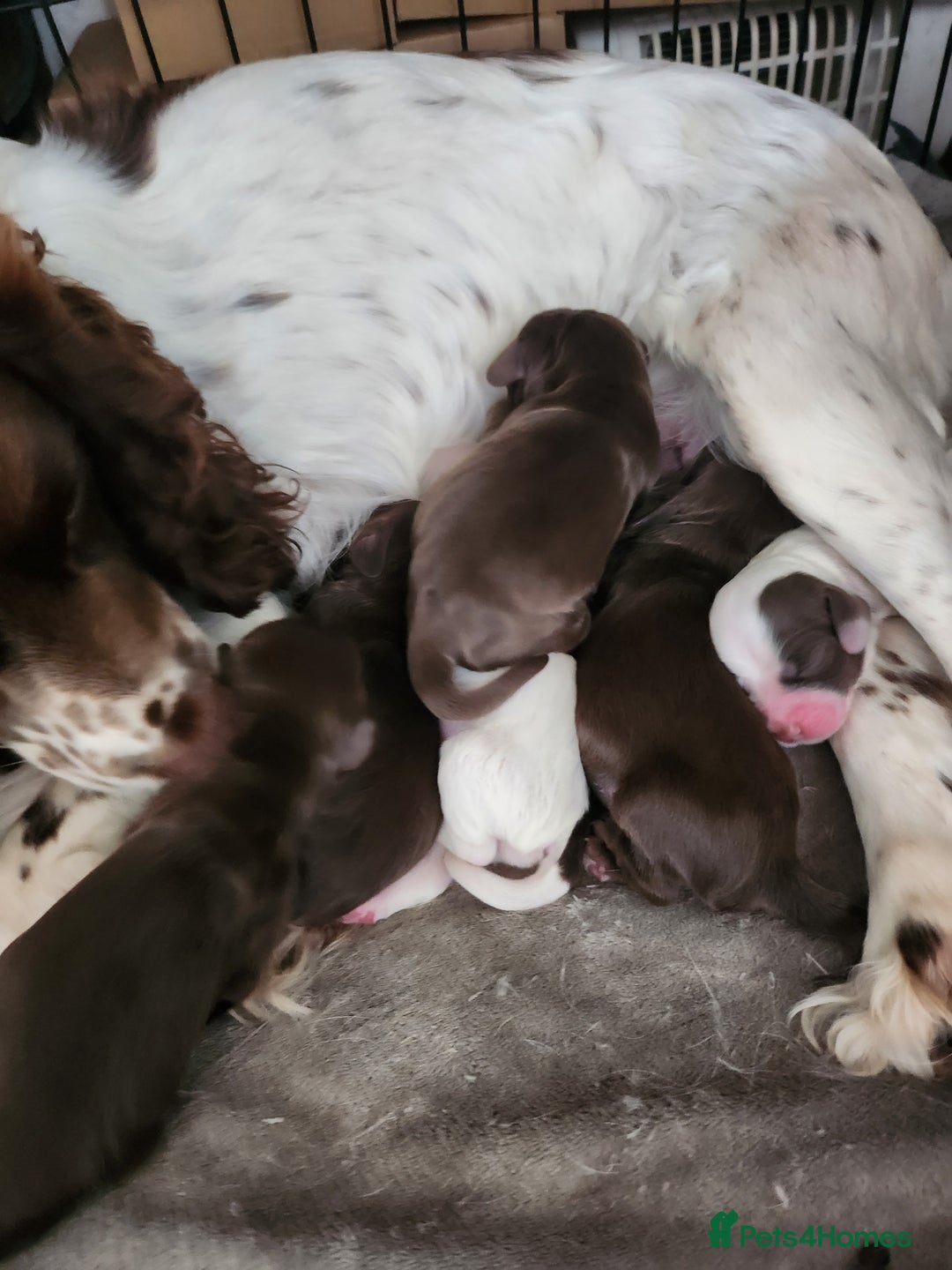 Cocker Spaniel dogs for sale: 7 pups for sale - Image 5