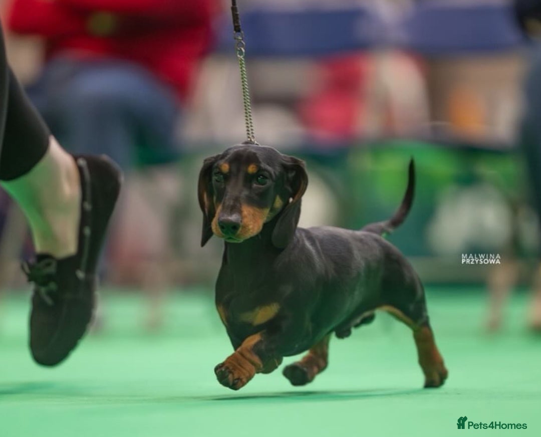 Miniature Dachshund dogs for stud: Kc reg Black and Tan mini smooth stud dog  - Image 2