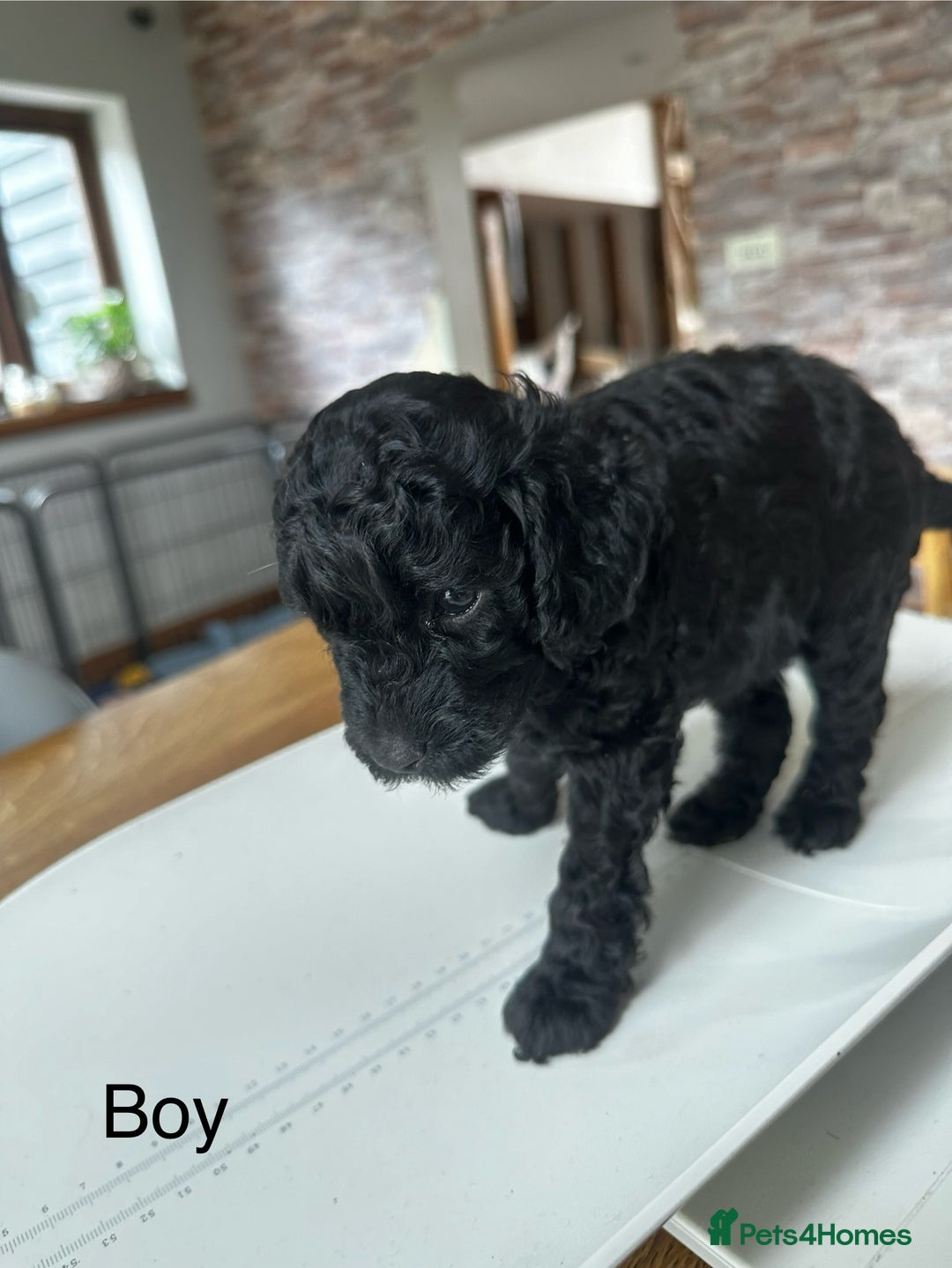 Miniature Poodle dogs for sale: Beautiful litter of Cheeky KC Reg. Mini Poodle's - Image 10